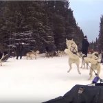 Dog Sledding in Banff Canada – come on let's go