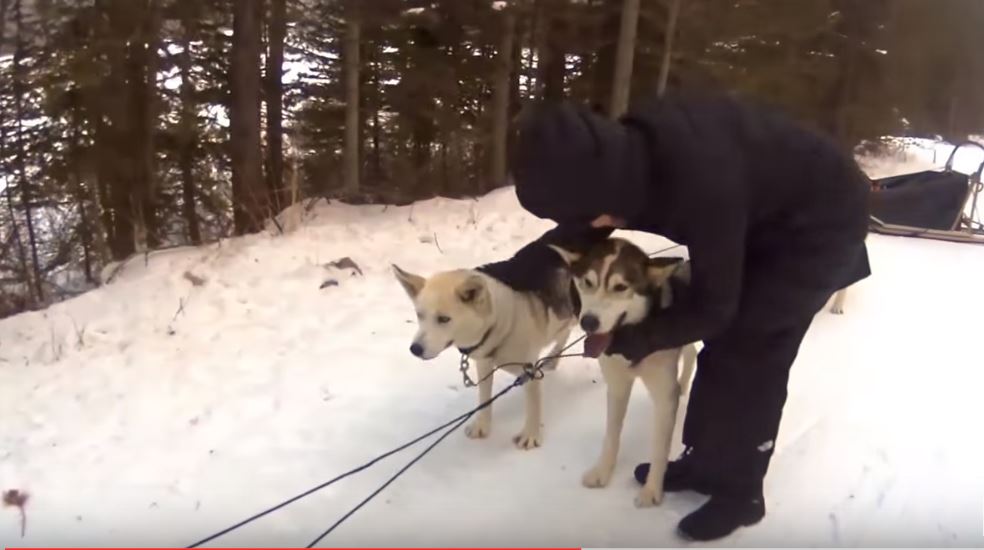 Dog Sledding in Banff Canada – some patting time