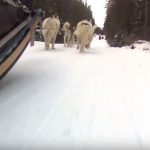 Dog Sledding in Banff Canada – Our team