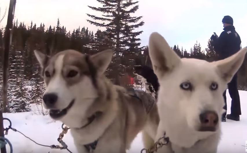 Dog Sledding in Banff Canada – cuties behind us