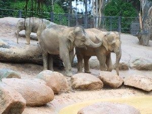 Melbourne Zoo - elephants